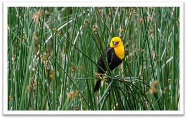 Yellow bird in grass